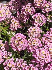Pink flowers in a pot with a metal cart in the background