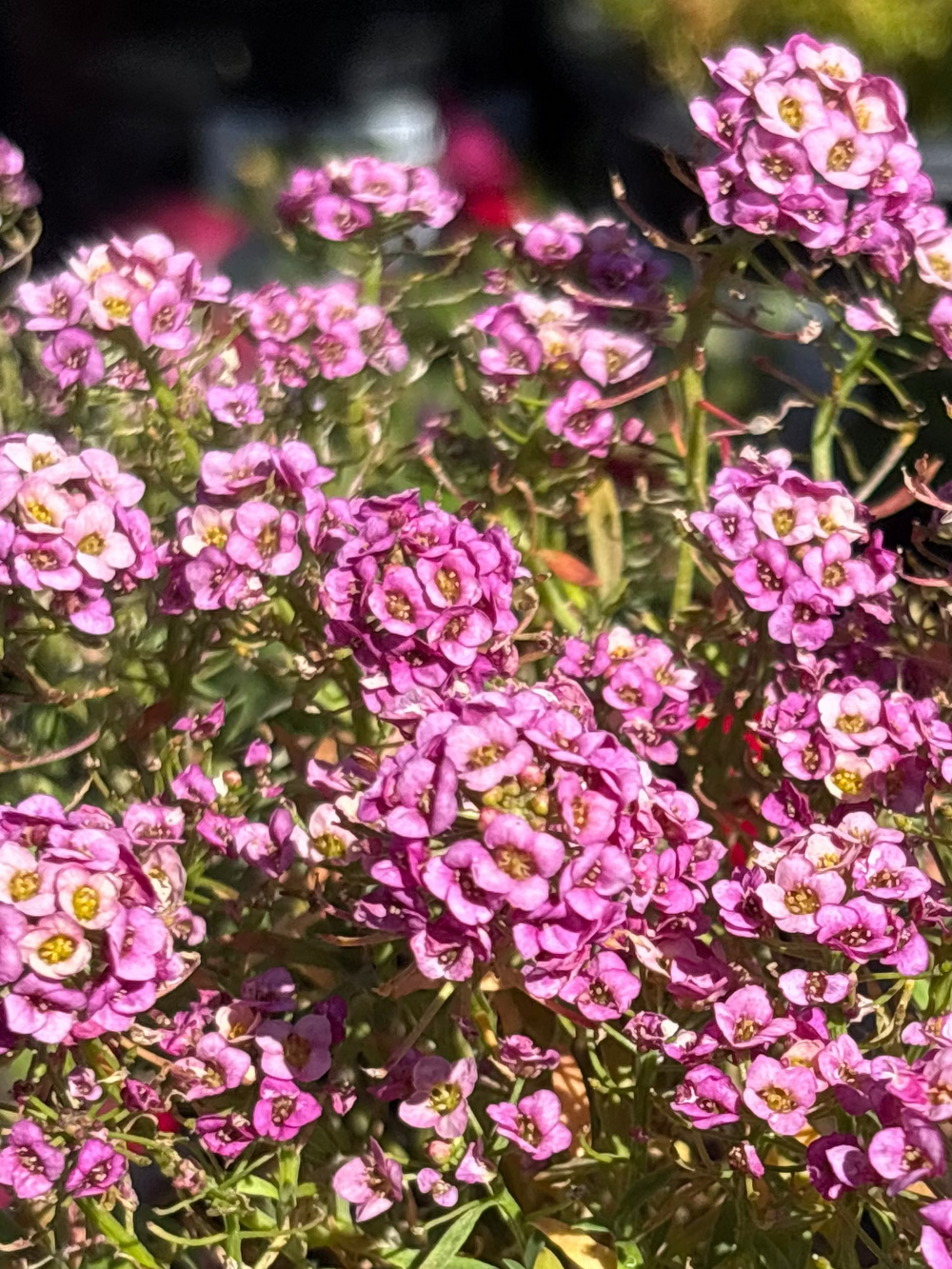 Lobularia (Alyssum) hybrida Stream Compact Rose