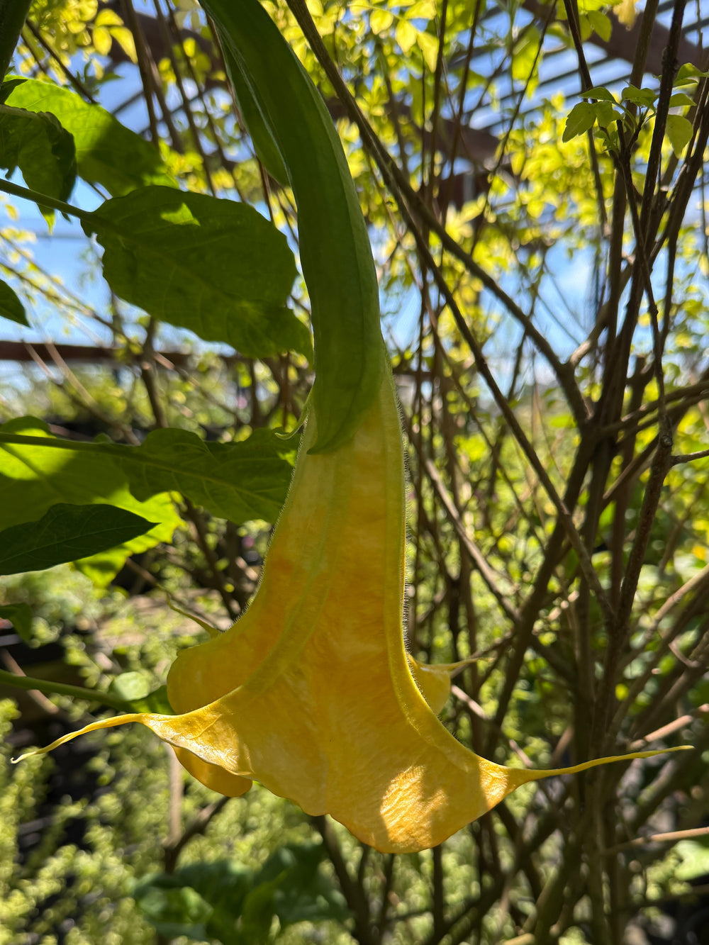 A yellow hanging trumpet-shaped flower, likely an angel's trumpet (Brugmansia), shown hanging among green leaves and branches in a garden or greenhouse setting.