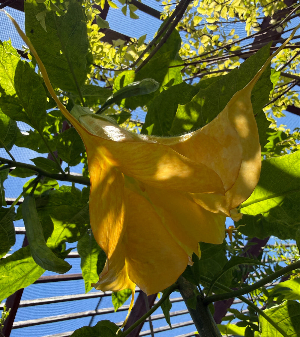 Brugmansia (Datura) x cubensis 'Charles Grimaldi'