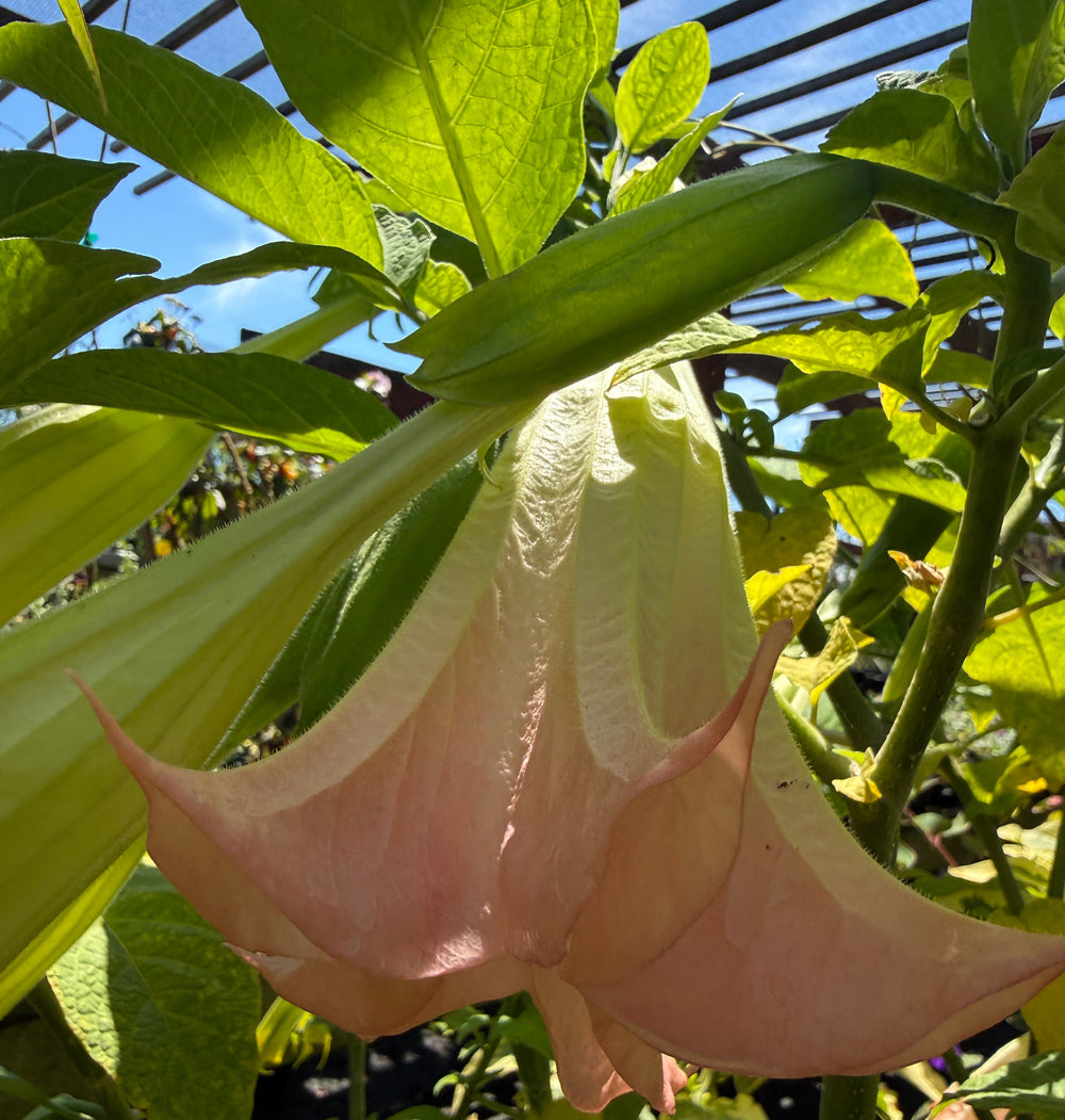 A close-up of a large pale pink to cream bell-shaped flower hanging from a green plant, surrounded by green leaves in a garden setting with sunlight and blue sky visible.
