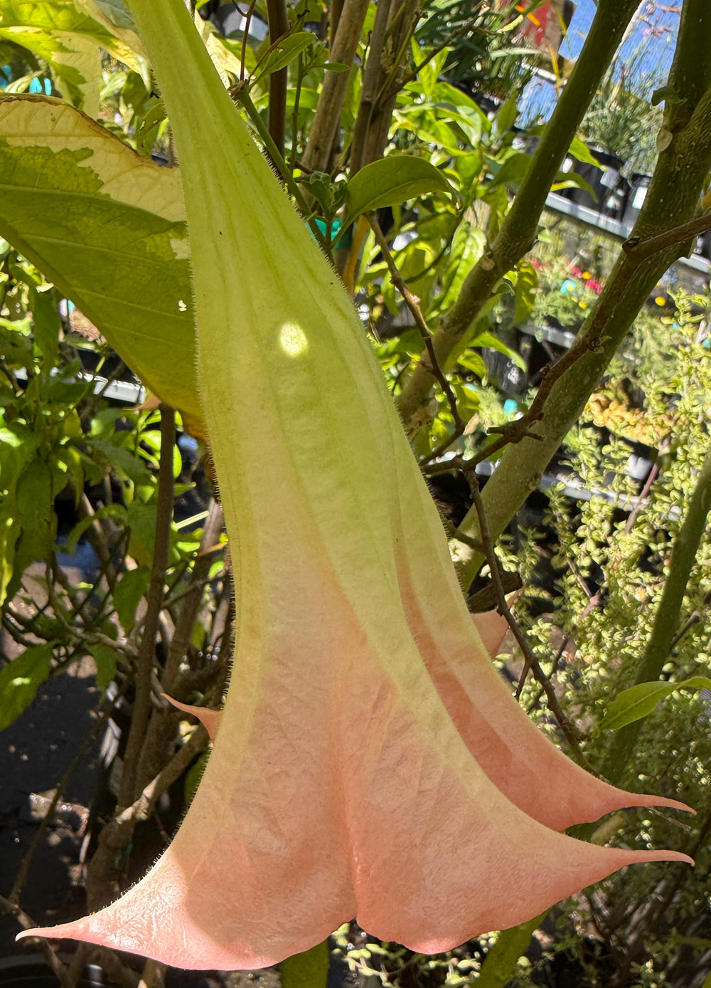 A large trumpet-shaped flower hanging from a leafy plant in a garden or nursery setting. The flower is pale peach-pink at the tips and fades to a yellow-green toward the center, surrounded by green leaves and stems.