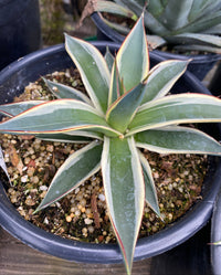 A variegated agave plant with green leaves featuring cream and reddish edges, potted in a black plastic nursery pot filled with gravel and soil.