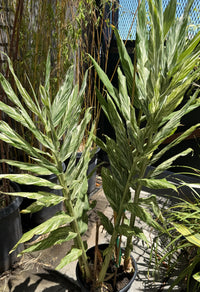 A potted variegated ginger plant with tall, narrow leaves showing green and cream-white striping, growing in a black plastic pot on a patio.