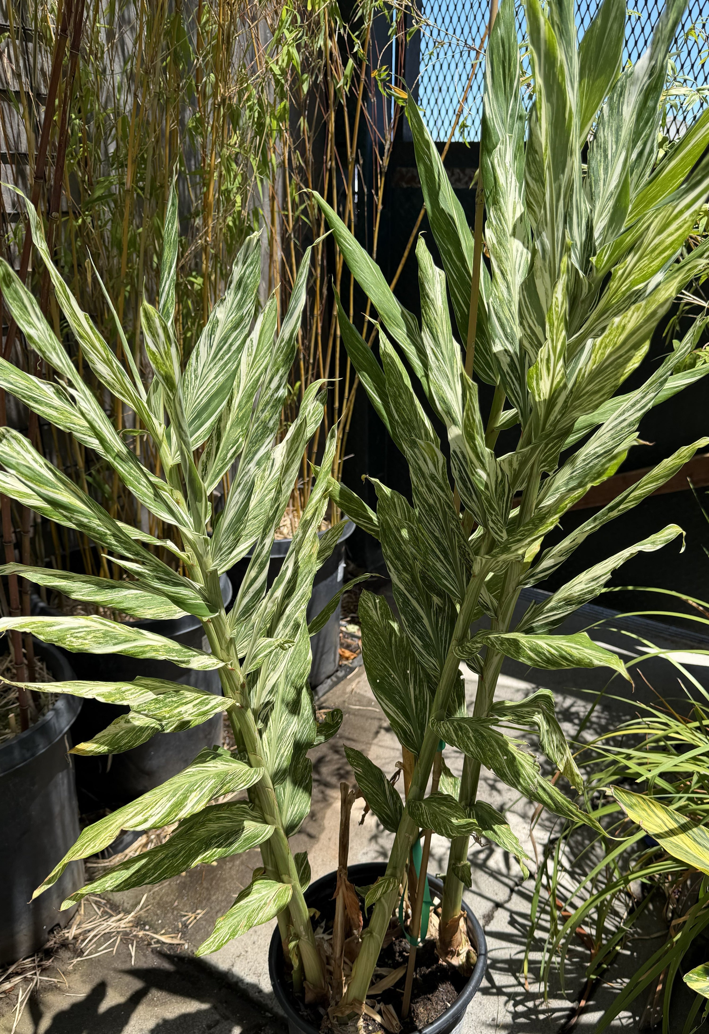 A potted variegated ginger plant with tall, narrow leaves showing green and cream-white striping, growing in a black plastic pot on a patio.