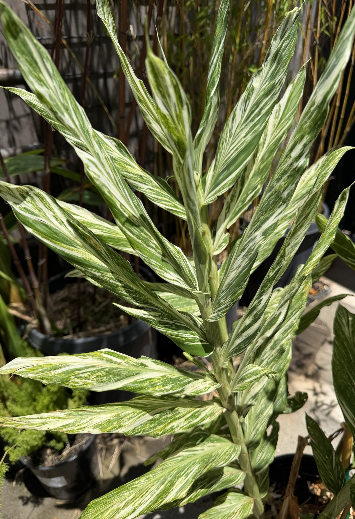A variegated ornamental plant with long, narrow leaves featuring prominent light green and white stripes, photographed in a potted garden setting.