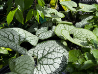 A close-up of a green leafy plant with large, textured silver-white veined leaves, growing among other green plants in a garden or nursery setting.