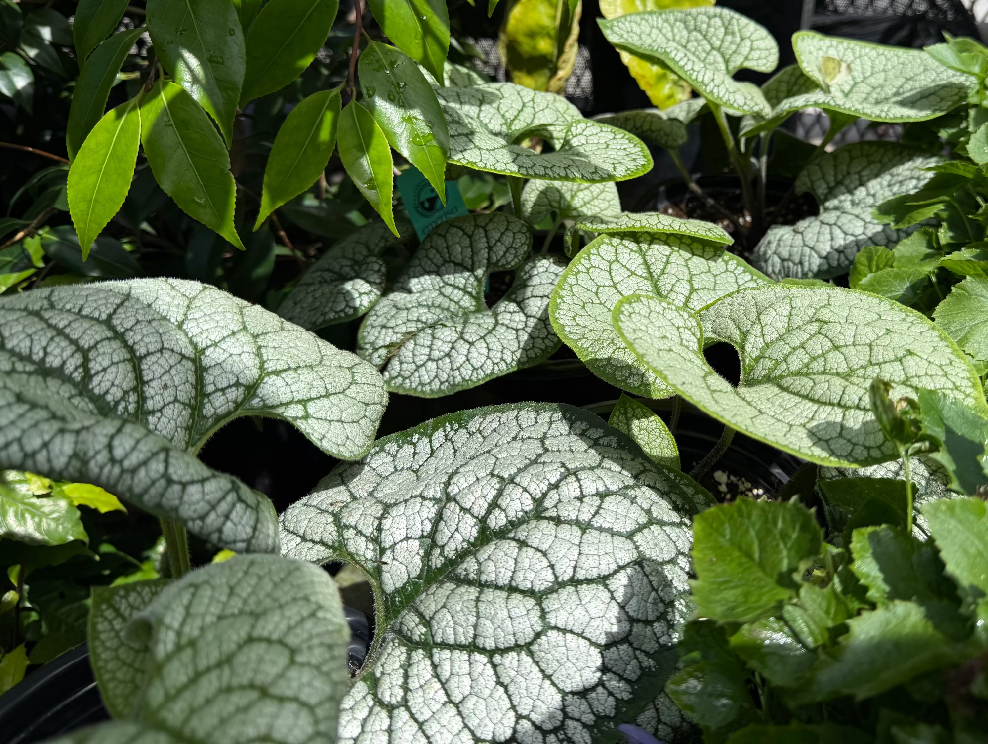 A close-up of a green leafy plant with large, textured silver-white veined leaves, growing among other green plants in a garden or nursery setting.