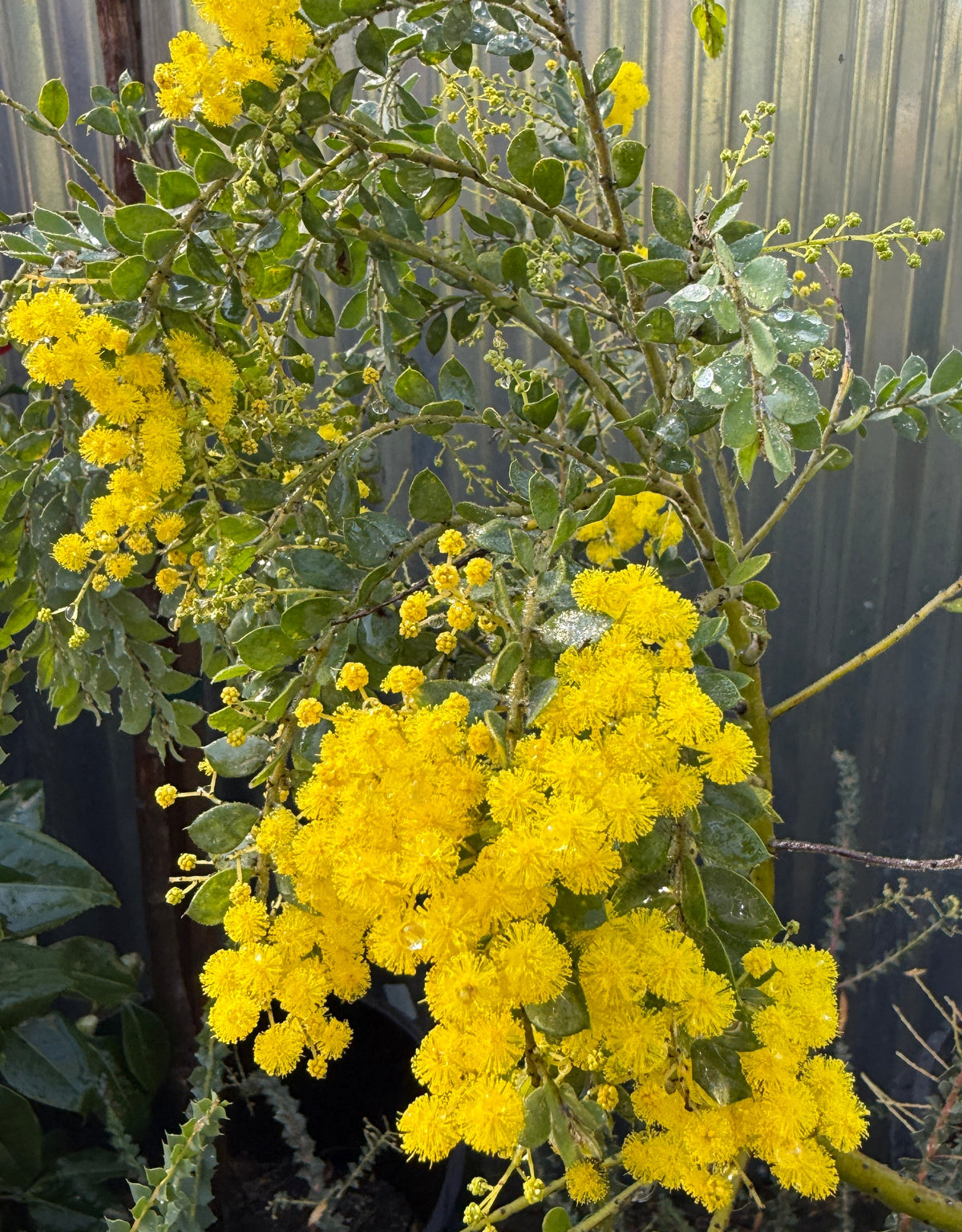 A close-up of a flowering bush with dense clusters of bright yellow blossoms and green leaves, growing outdoors against a corrugated metal wall.