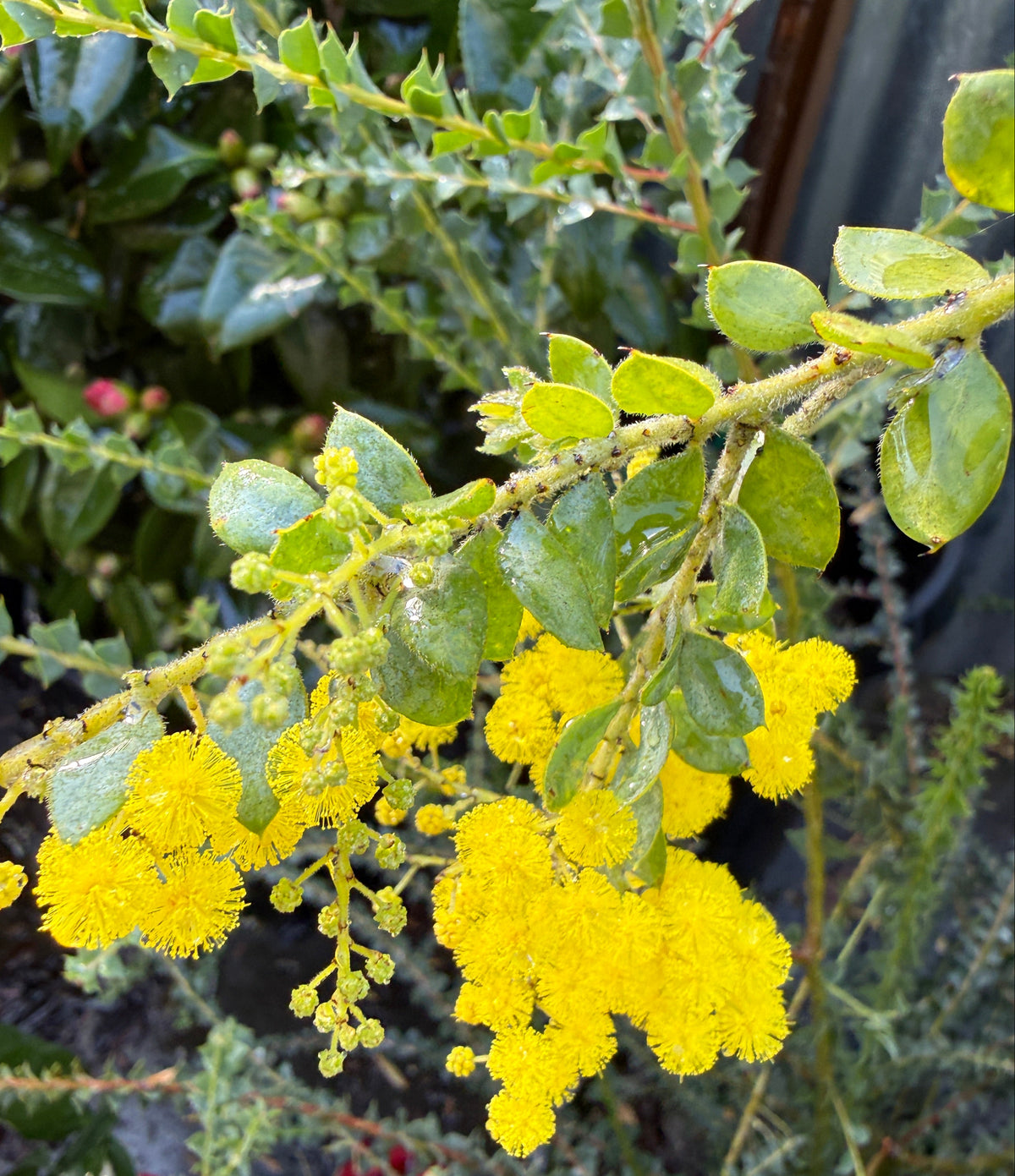 A close-up of a flowering plant with bright yellow clusters and green oval leaves, photographed outdoors among other plants.