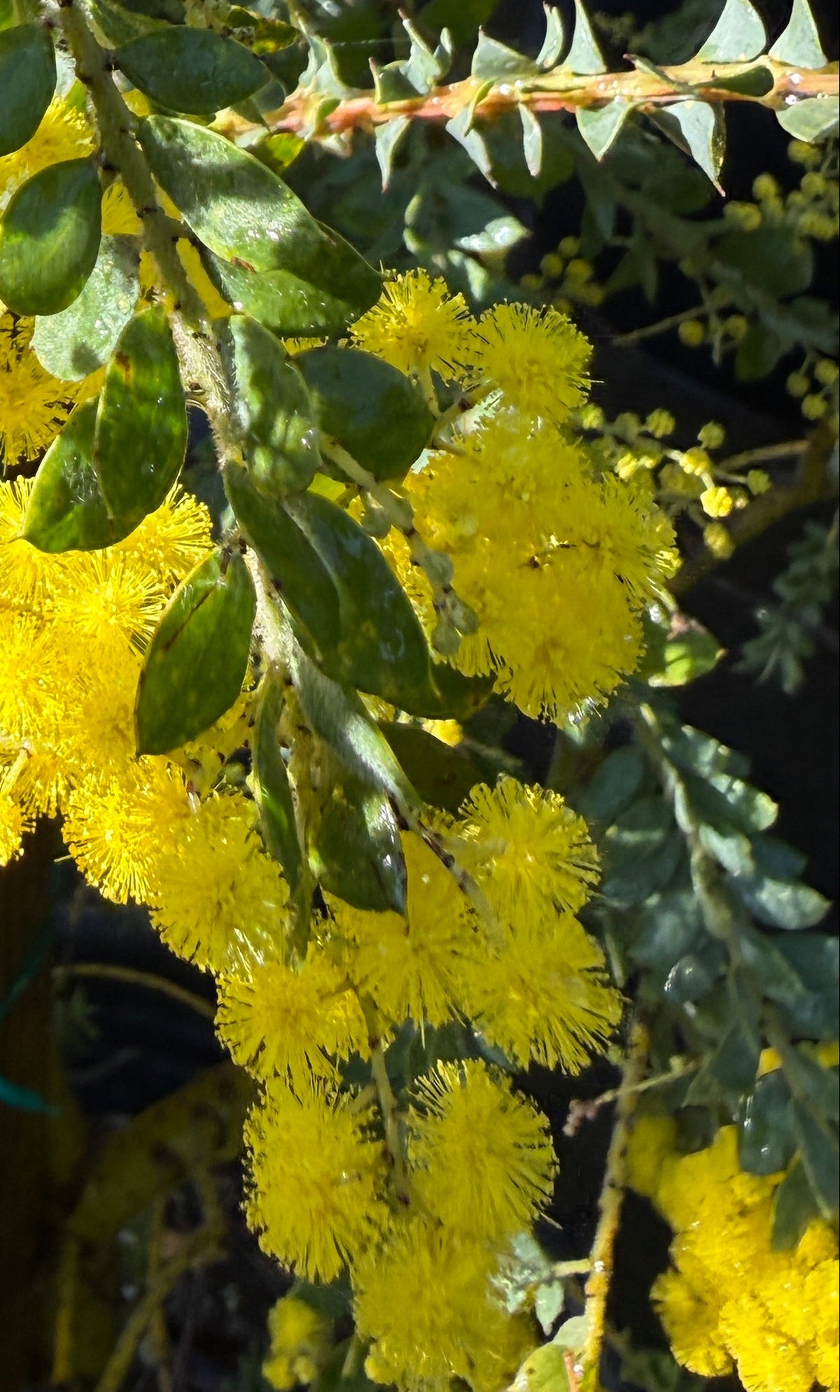 Close-up of a flowering bush with dense clusters of bright yellow blossoms and green leaves.