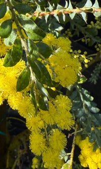 Close-up of a flowering bush with dense clusters of bright yellow blossoms and green leaves.
