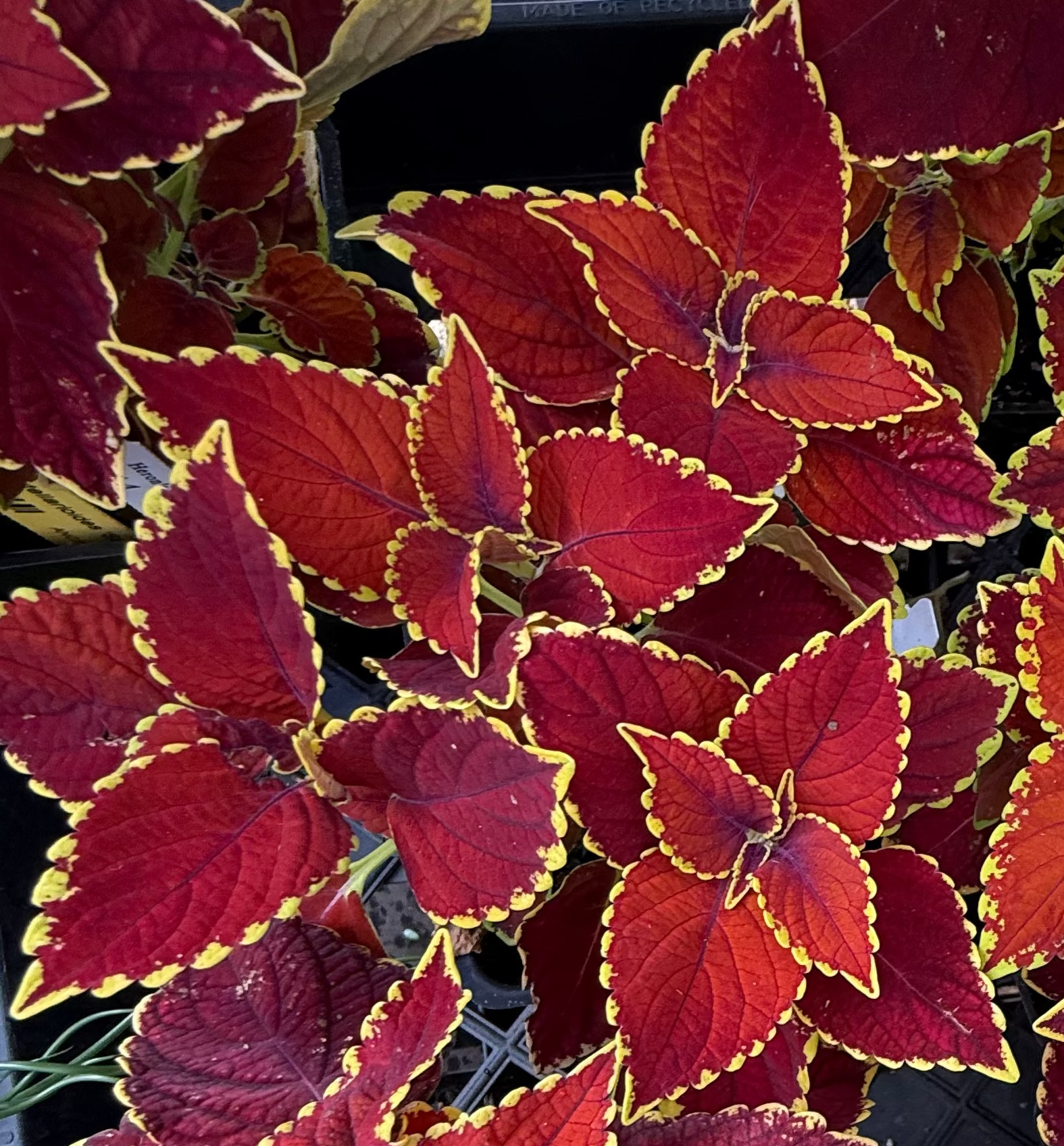 Vibrant coleus plants with deep red and burgundy leaves featuring bright yellow edging, shown in a black nursery pot on a wooden surface.