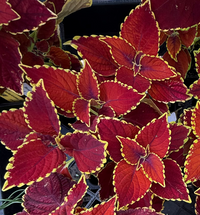 Vibrant coleus plants with deep red and burgundy leaves featuring bright yellow edging, shown in a black nursery pot on a wooden surface.