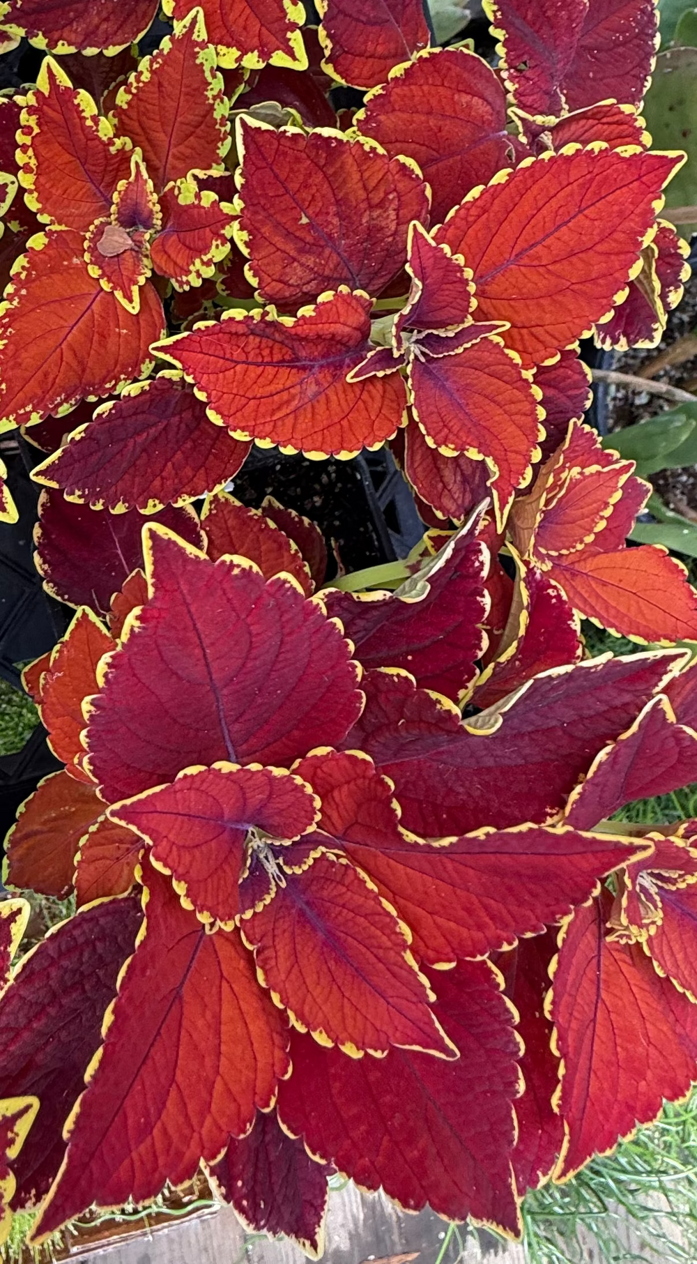 Coleus scutellarioides (Talavera™) 'Sienna'