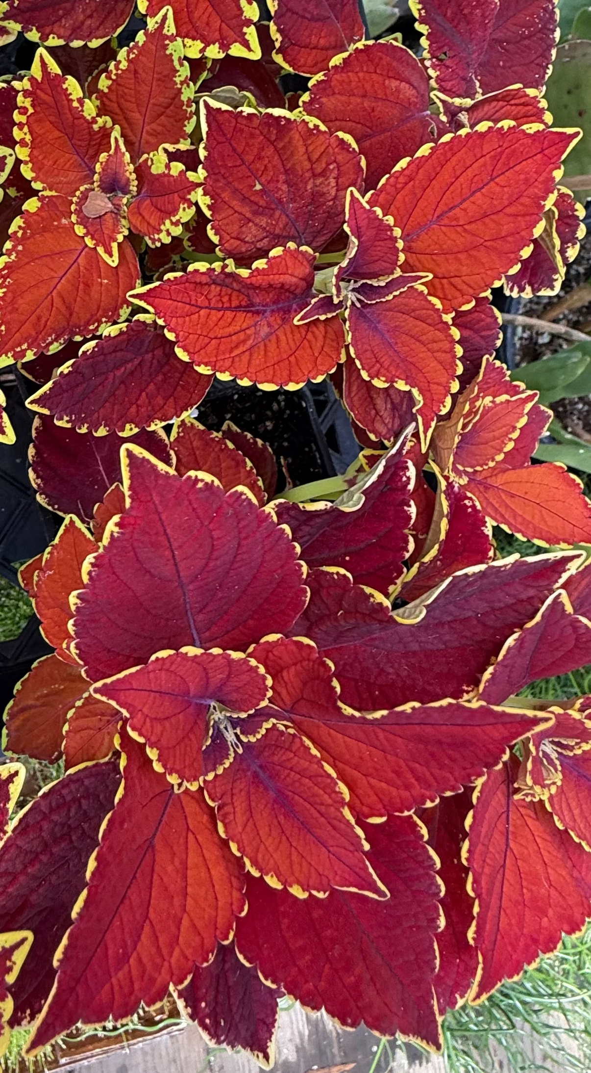 Coleus scutellarioides (Talavera™) 'Sienna'