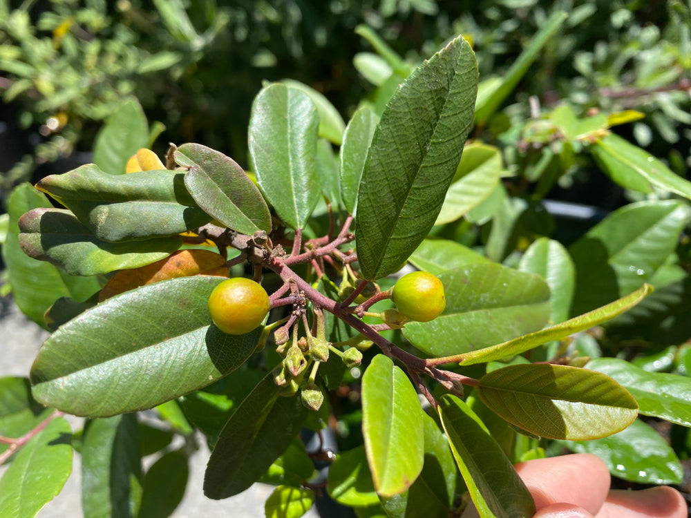 Frangula (Rhamnus) californica 'Mound San Bruno'