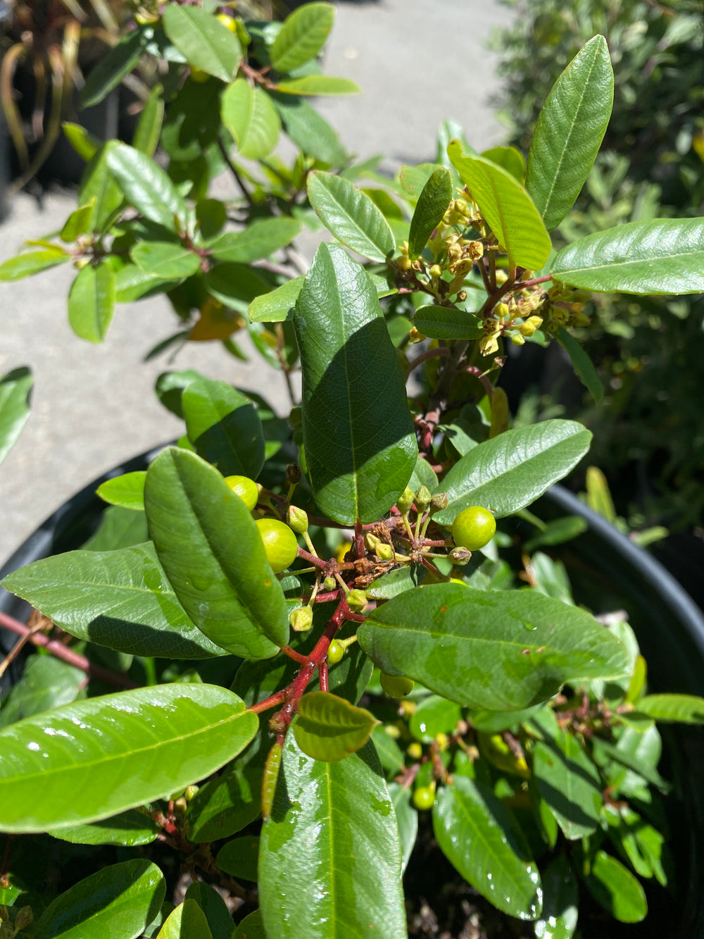 Frangula (Rhamnus) californica 'Mound San Bruno'