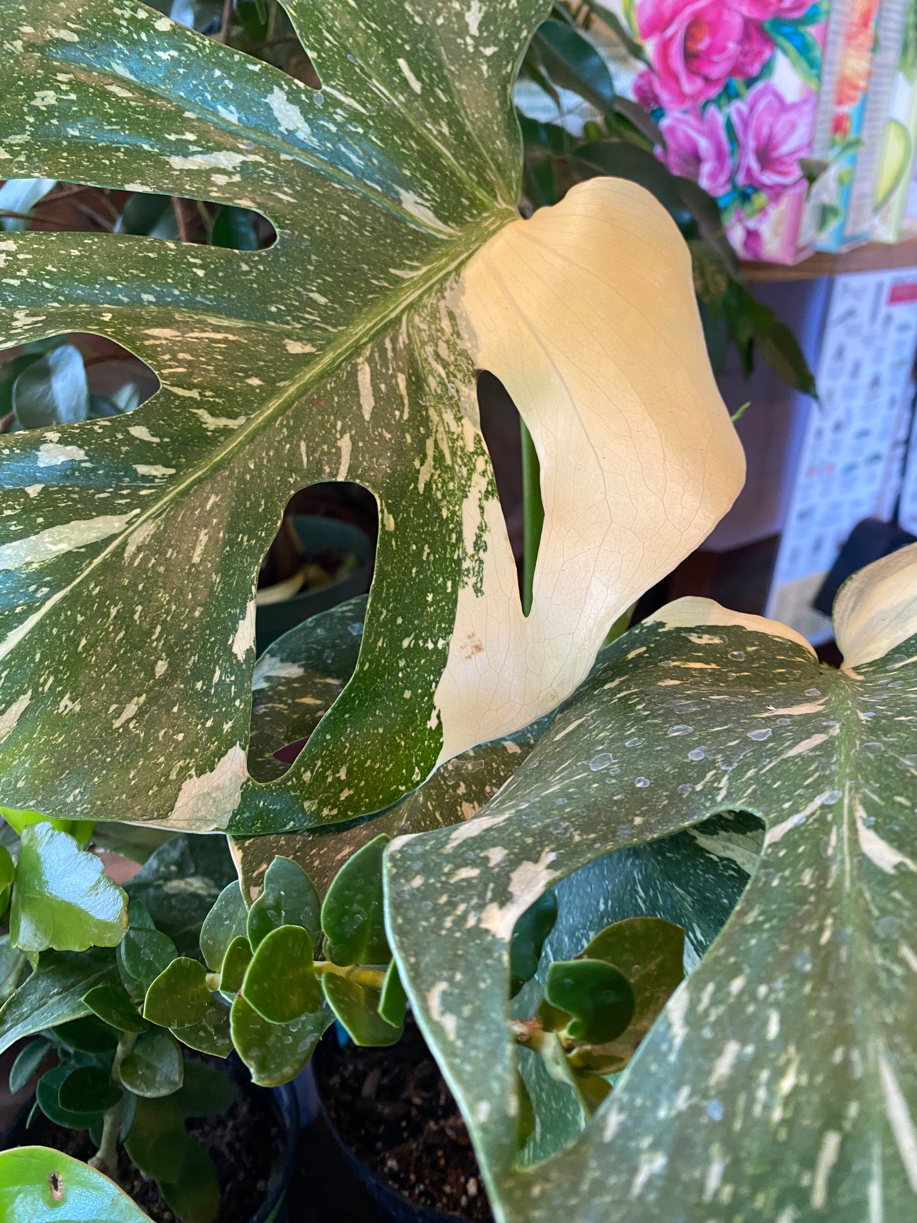 large monstera thai constellation Monstera Thai Constellation