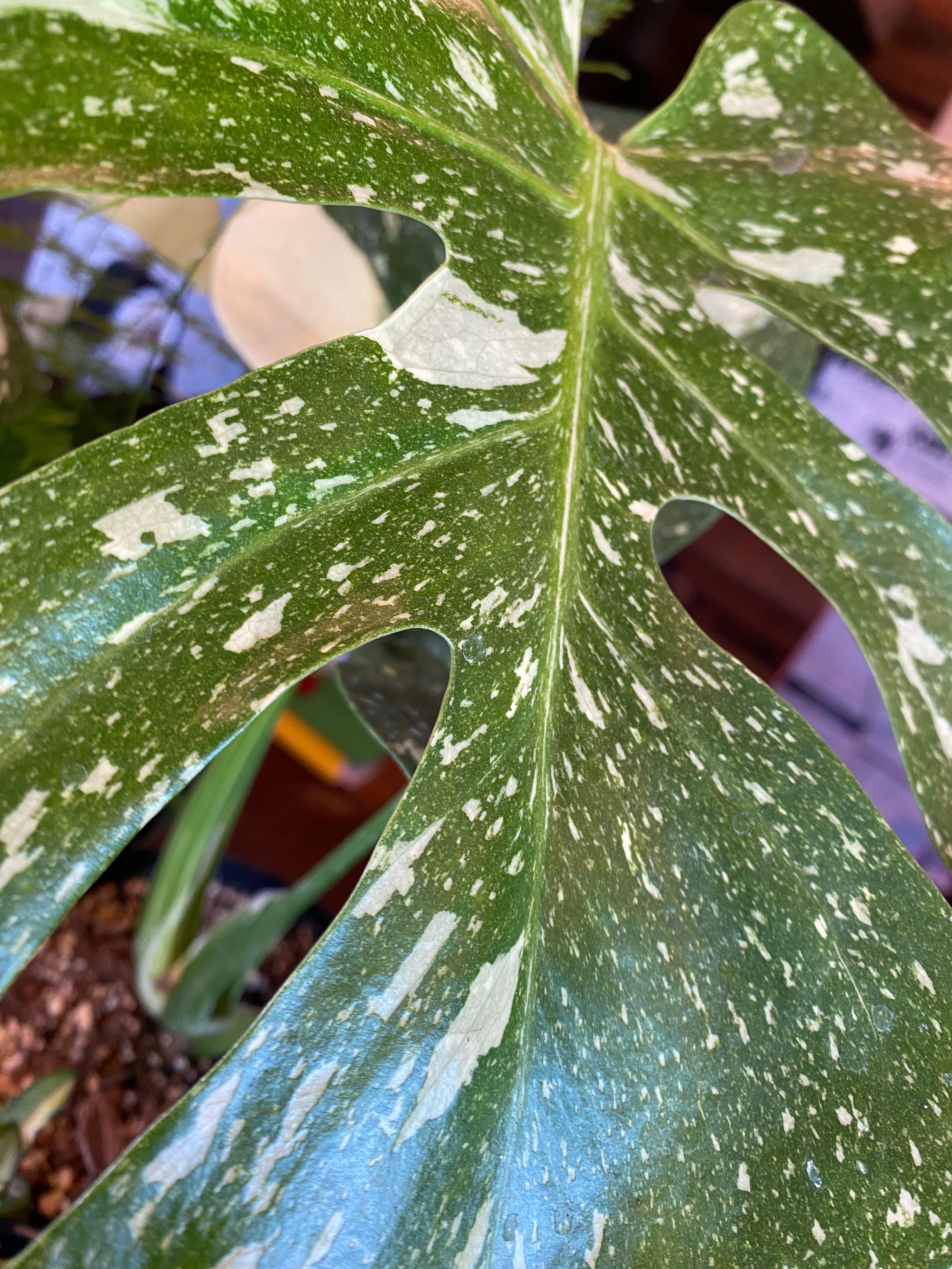 Monstera 'Thai Constellation'