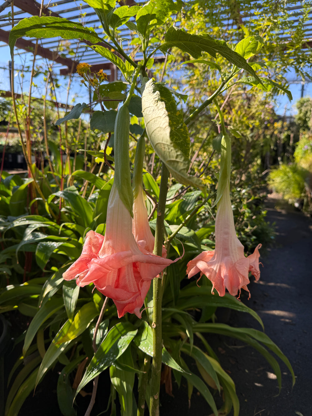 Brugmansia (Datura) 'Audrey Lea'