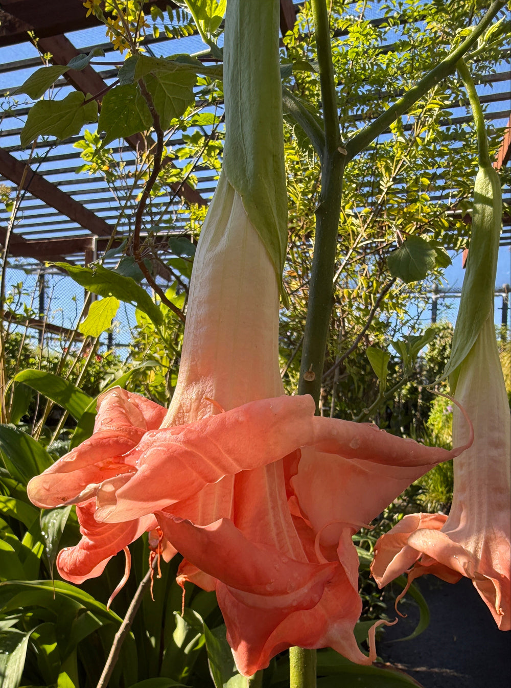A coral-pink trumpet flower hanging from a tall green stem in a garden setting with other green leaves and a wooden trellis overhead.