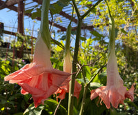 Pink and cream hanging trumpet flowers on a plant in a sunny garden or greenhouse setting with green foliage and a trellis background.