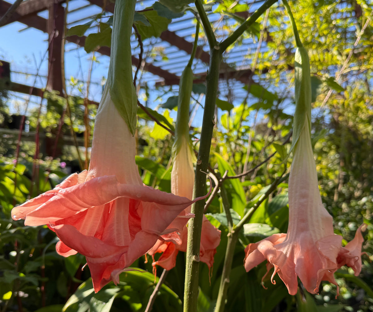 Pink and cream hanging trumpet flowers on a plant in a sunny garden or greenhouse setting with green foliage and a trellis background.