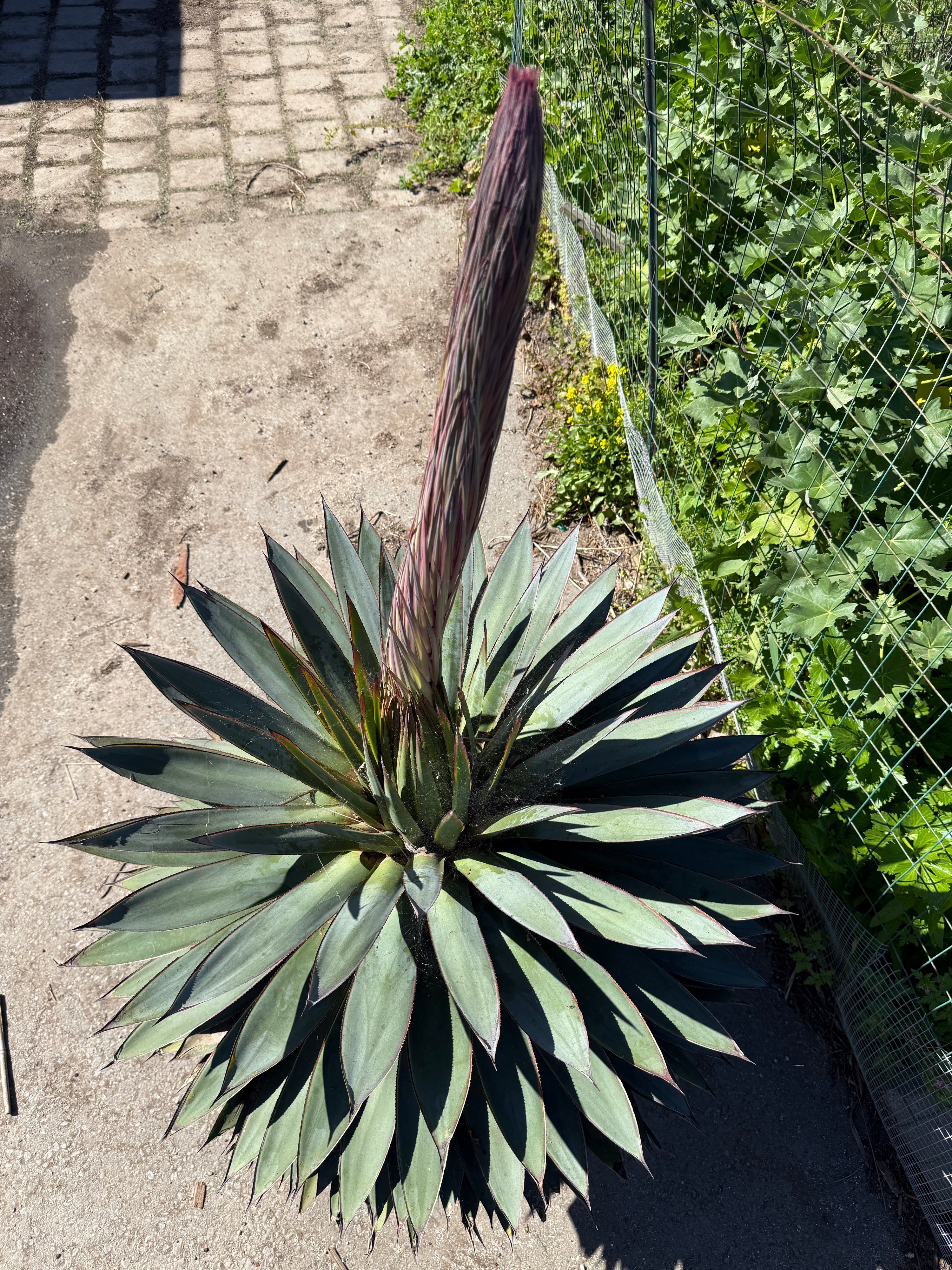 Agave 'Blue Glow'