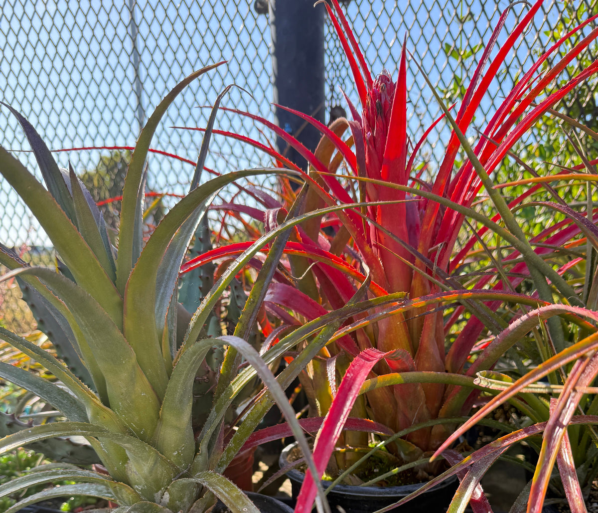 Two potted bromeliads on a black plastic tray outdoors. The front plant has green-blue spiky leaves, and the rear plant has bright red and pinkish-red variegated leaves.