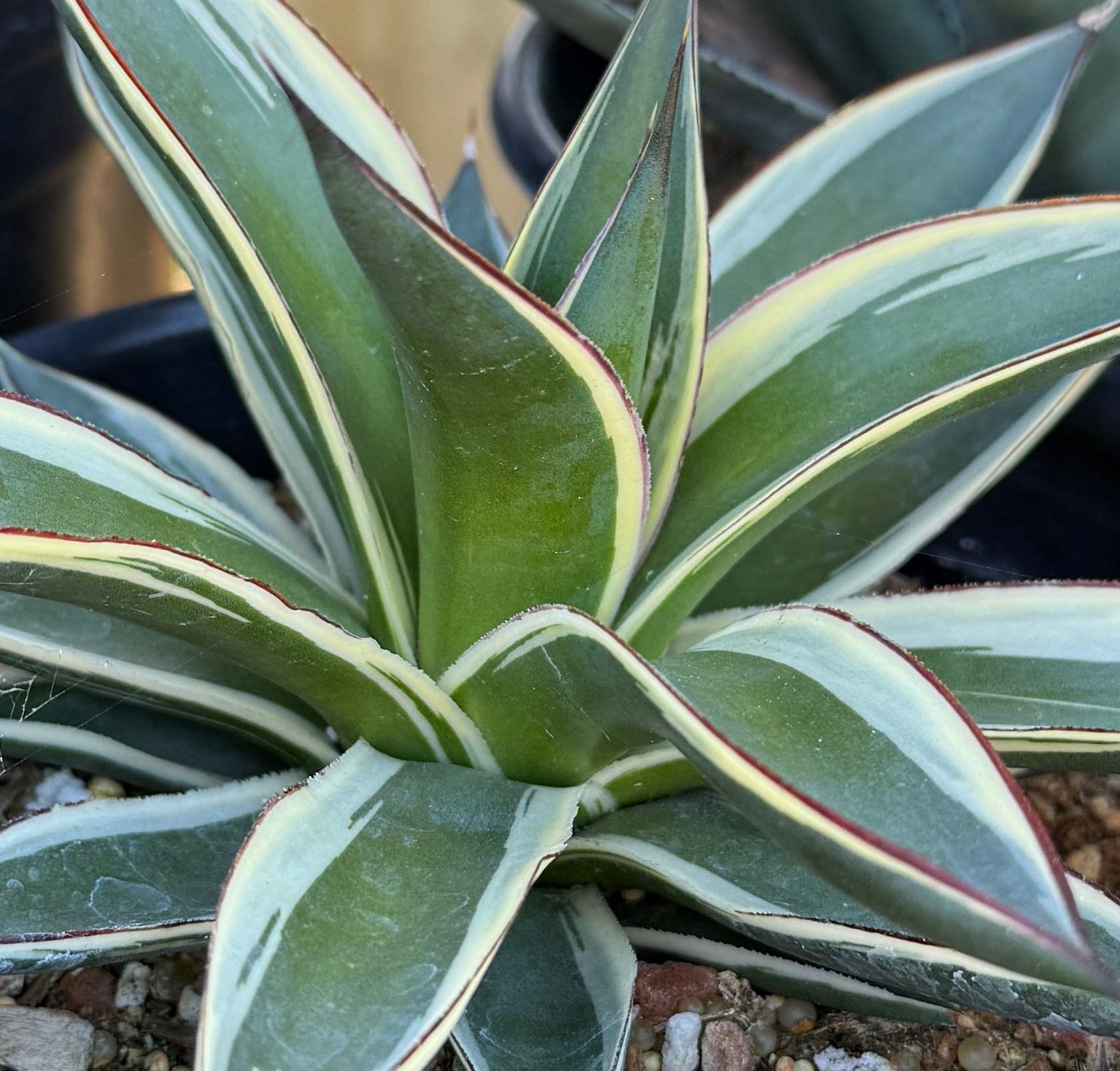 A potted variegated agave plant in a black nursery pot, shown on a wooden table with other potted plants in a greenhouse or garden center setting.