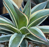 A potted variegated agave plant in a black nursery pot, shown on a wooden table with other potted plants in a greenhouse or garden center setting.