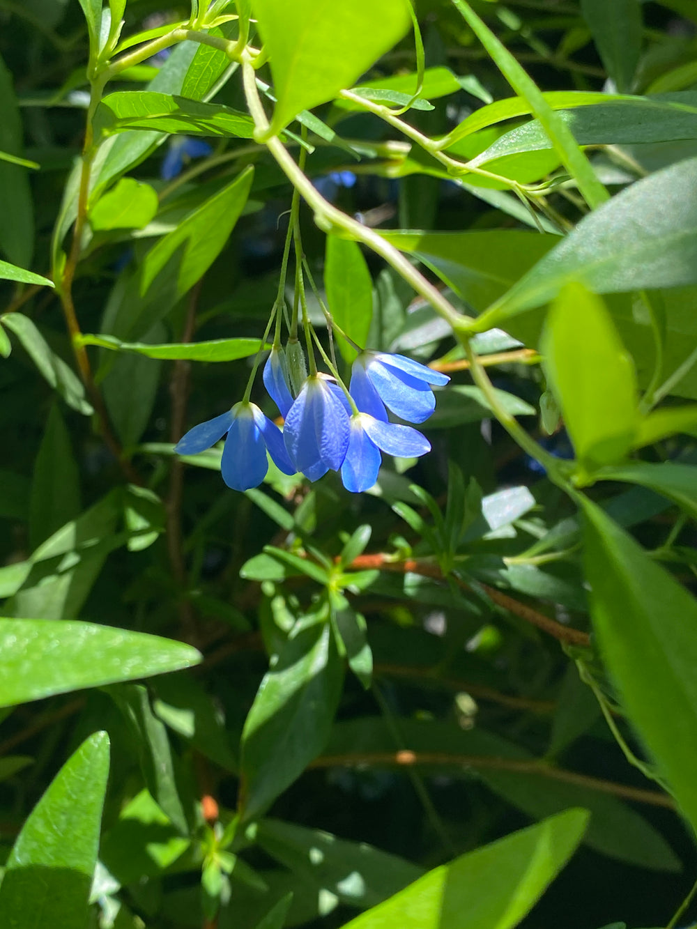 Sollya heterophylla 'Monterey Bay Sapphire'