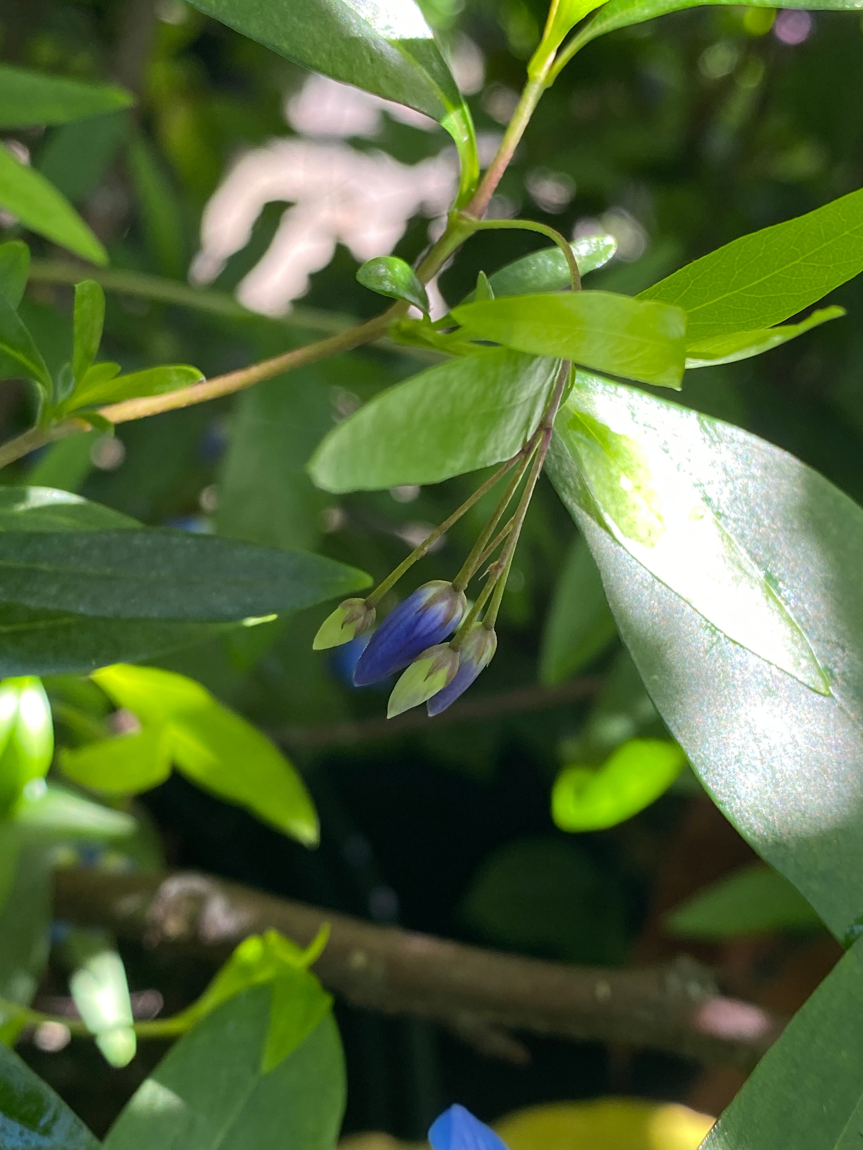 Sollya heterophylla 'Monterey Bay Sapphire' – Heron's Head Nursery