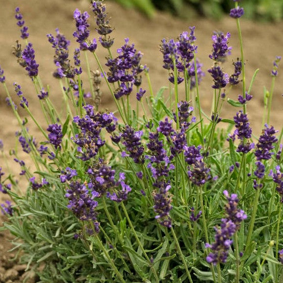 Lavandula angustifolia 'Blue River' (English Lavender) – Heron's Head ...