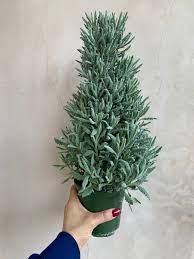 lavender holiday tree Lavandula 'Goodwin Creek Grey' (French Lavender) – Heron's Head Nursery