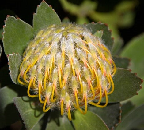 Leucospermum 'Veldfire'