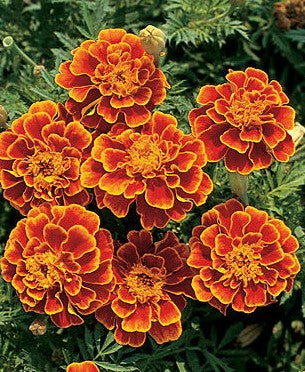 Marigold "Queen Sophia"