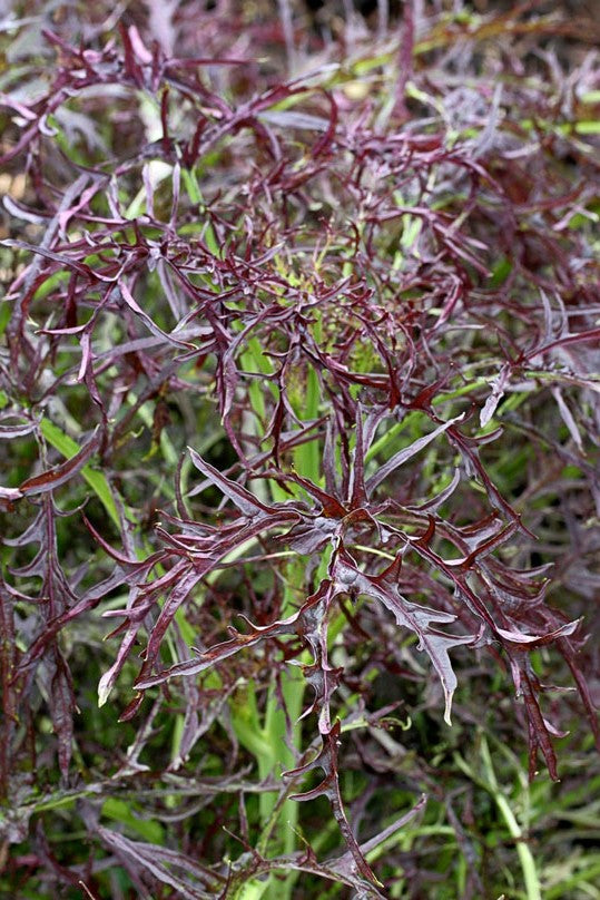 Mustard 'Ruby Streaks' – Heron's Head Nursery
