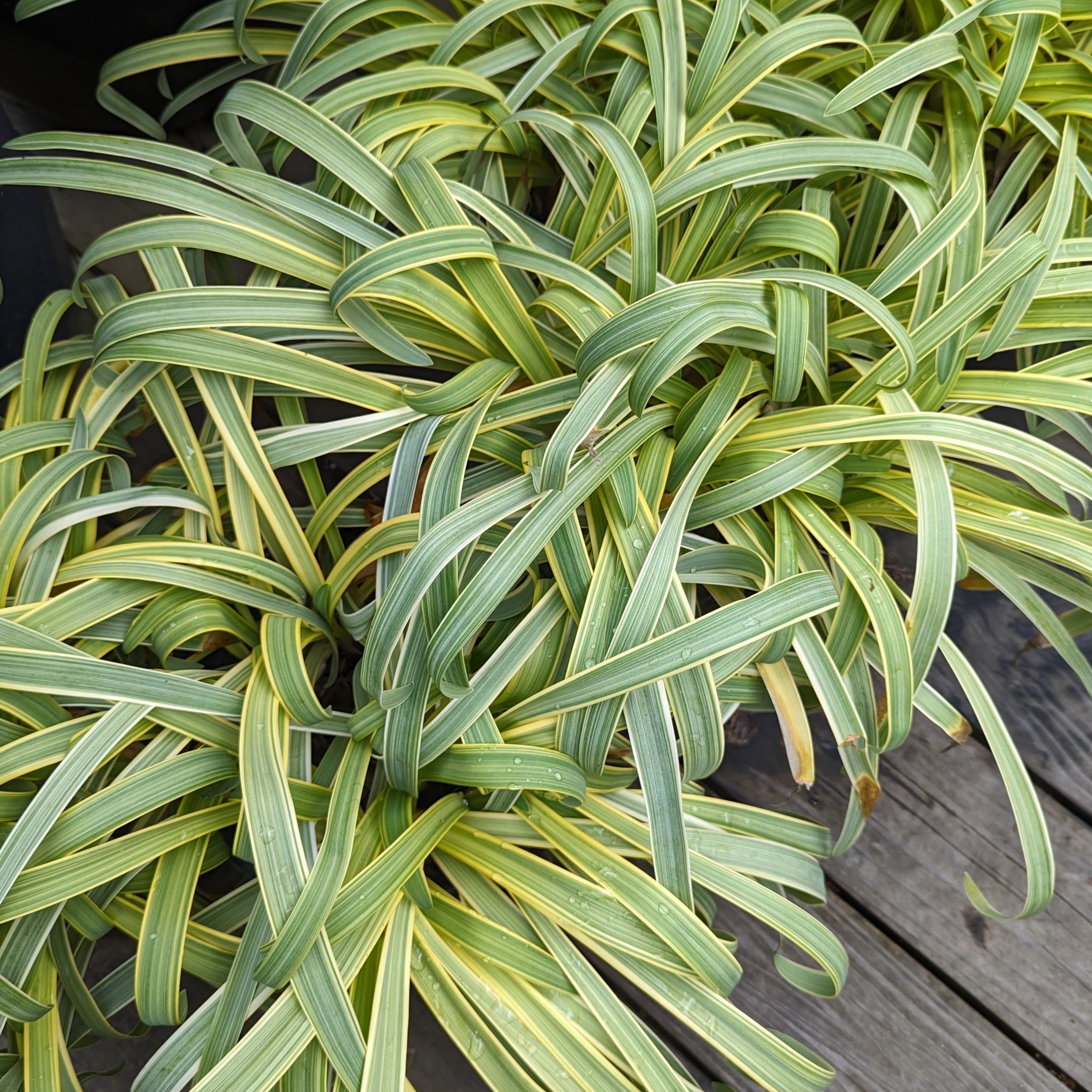 Agapanthus 'Gold Strike'