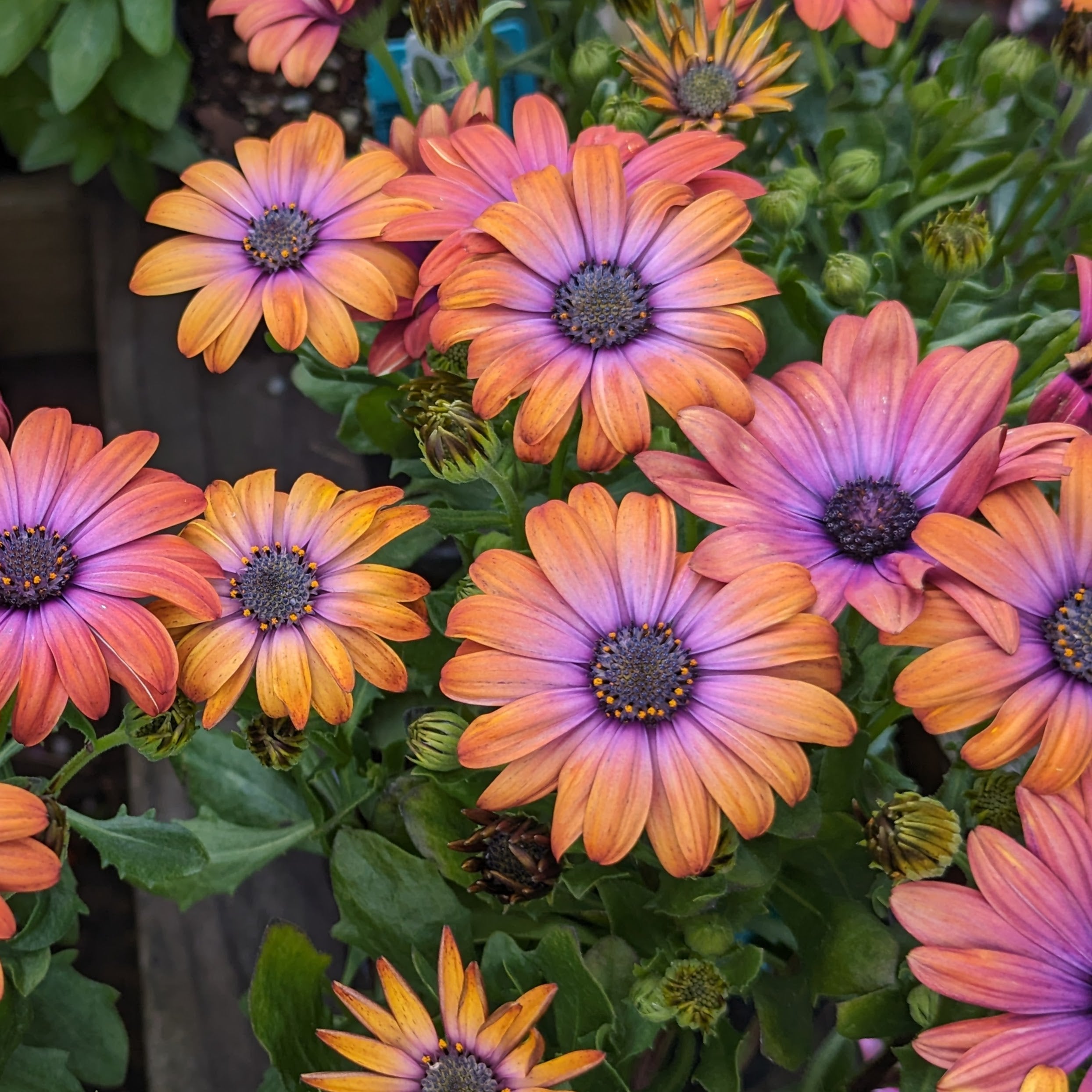 Osteospermum ecklonis Ostica 'Bronze'