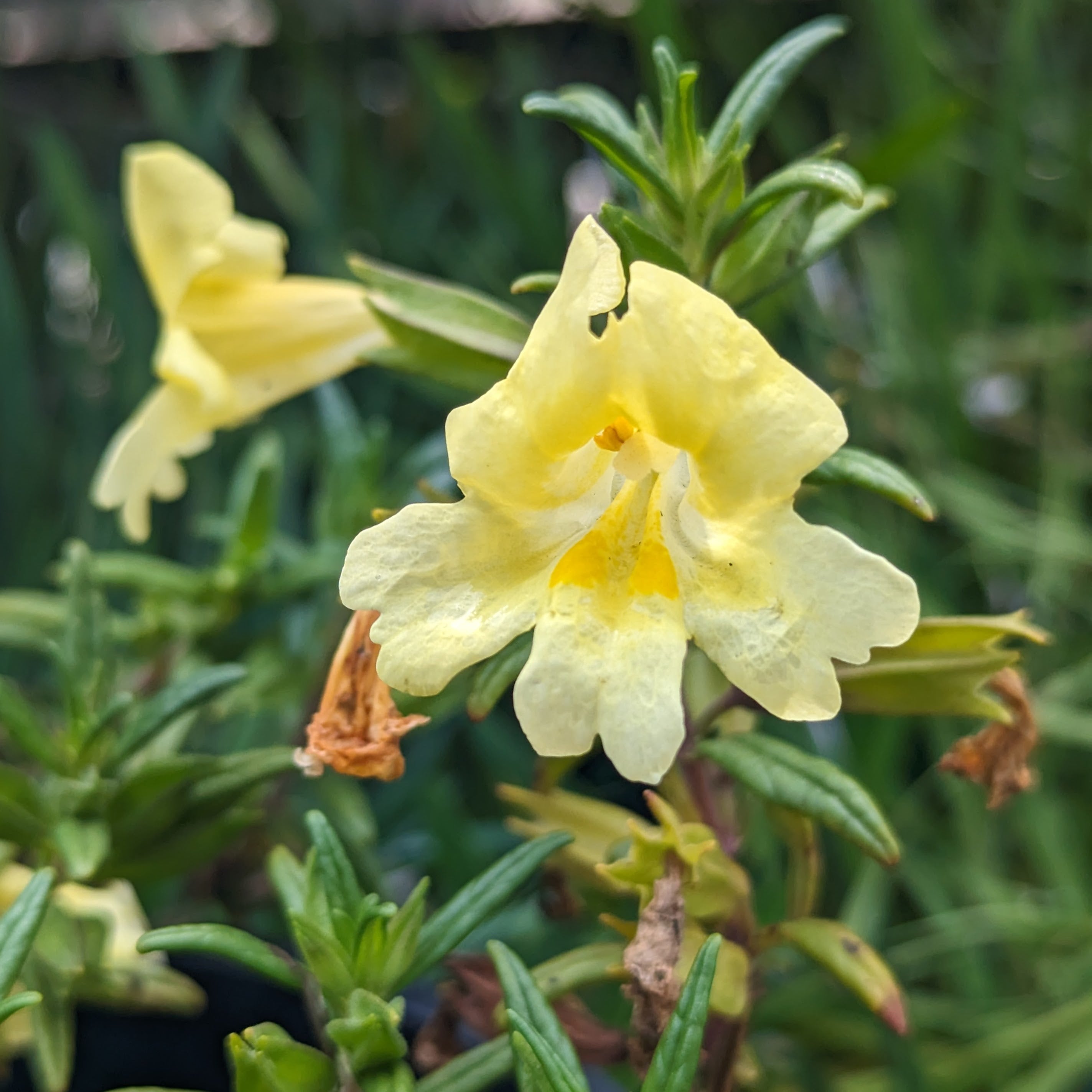 Diplacus (Mimulus) 'Jelly Beans Limoncello' – Heron's Head Nursery