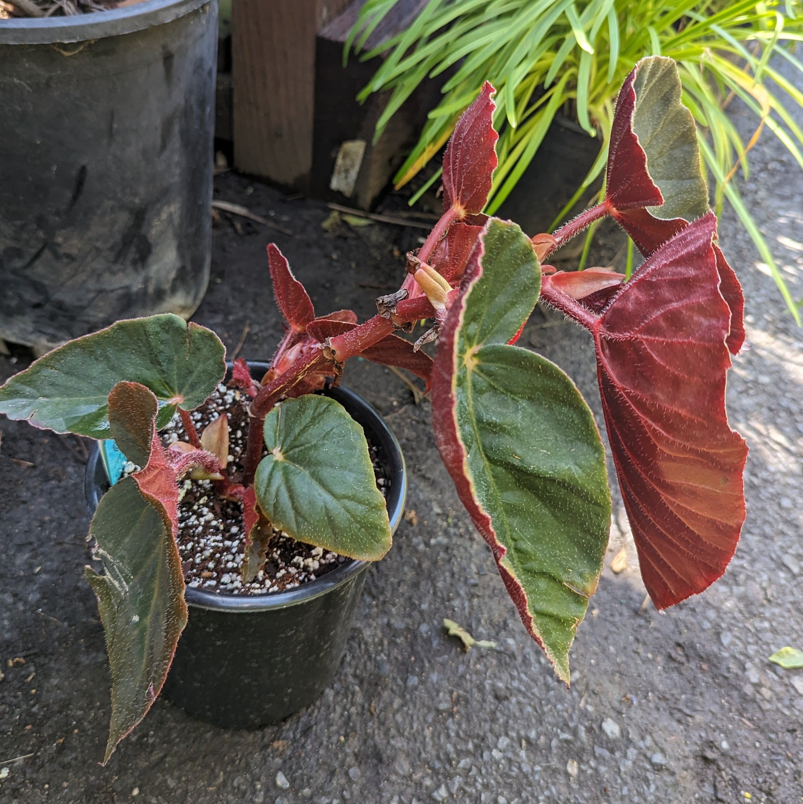 Begonia 'Gene Daniels'