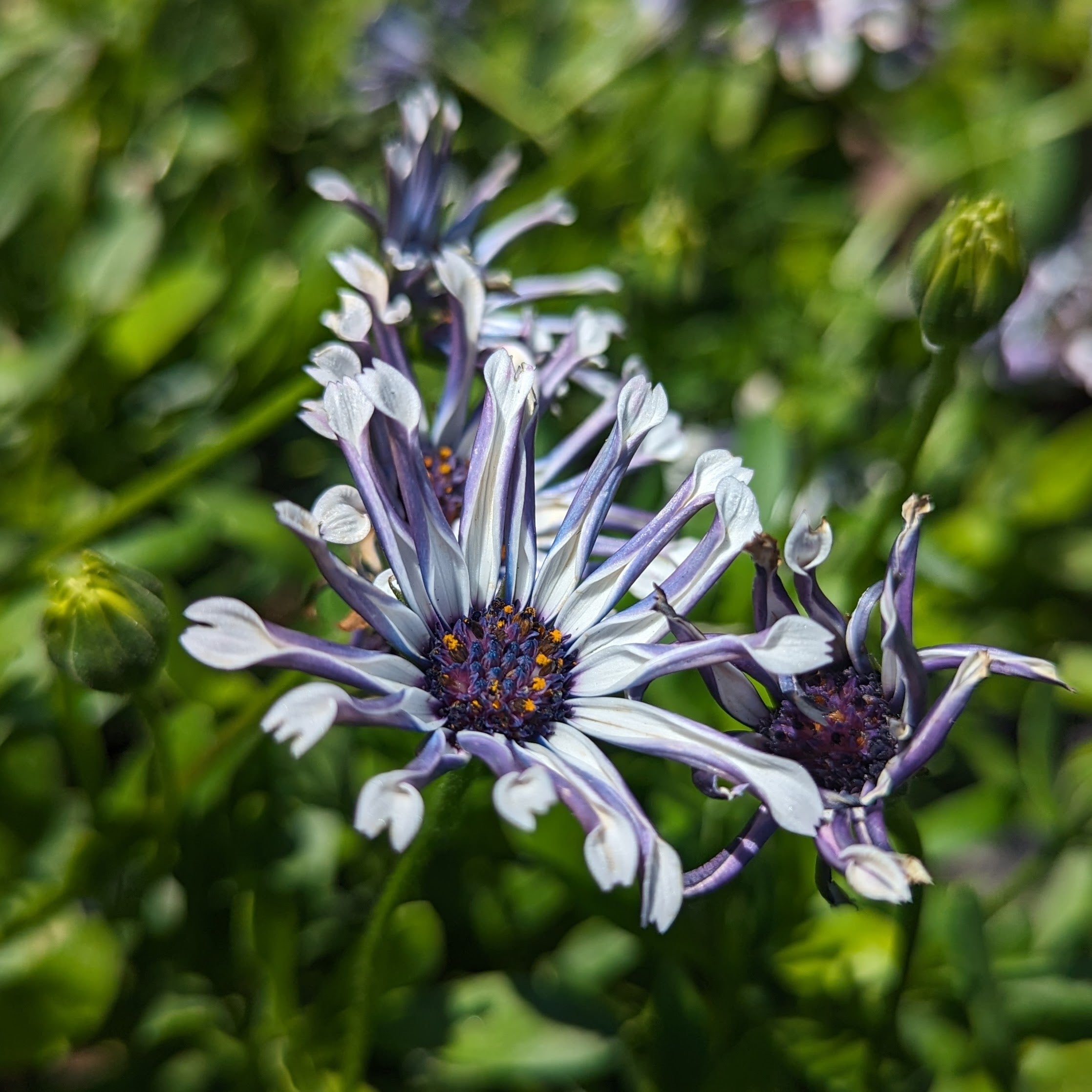 Osteospermum ecklonis FlowerPowerTM 'Spider  White' (PRM)