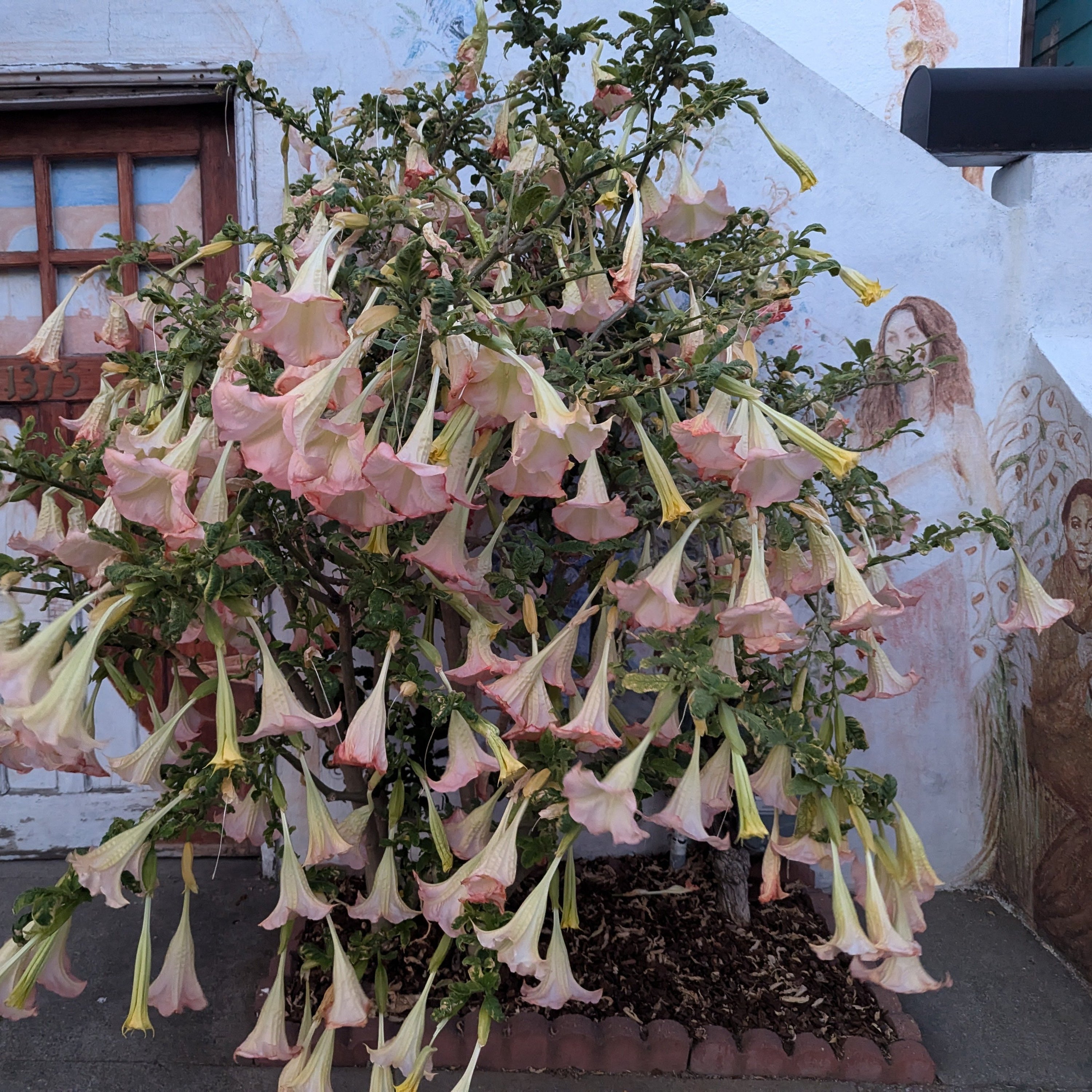 Brugmansia x insignis 'Pink'