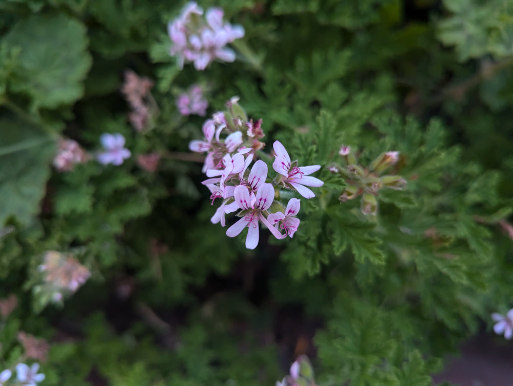 Pelargonium citrosum 'Van Leenii'