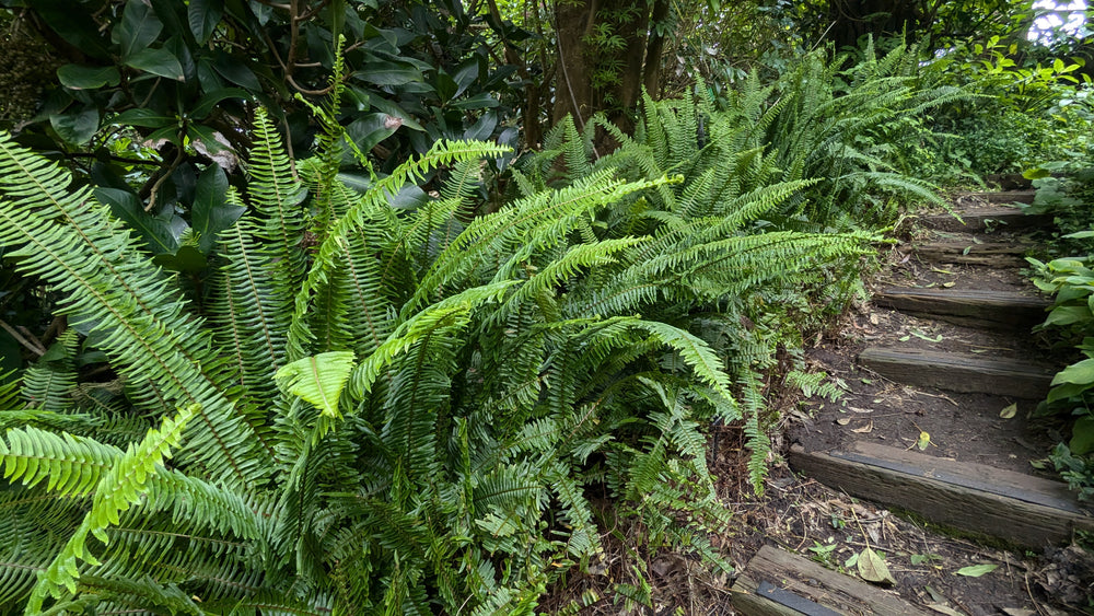 Nephrolepis cordifolia