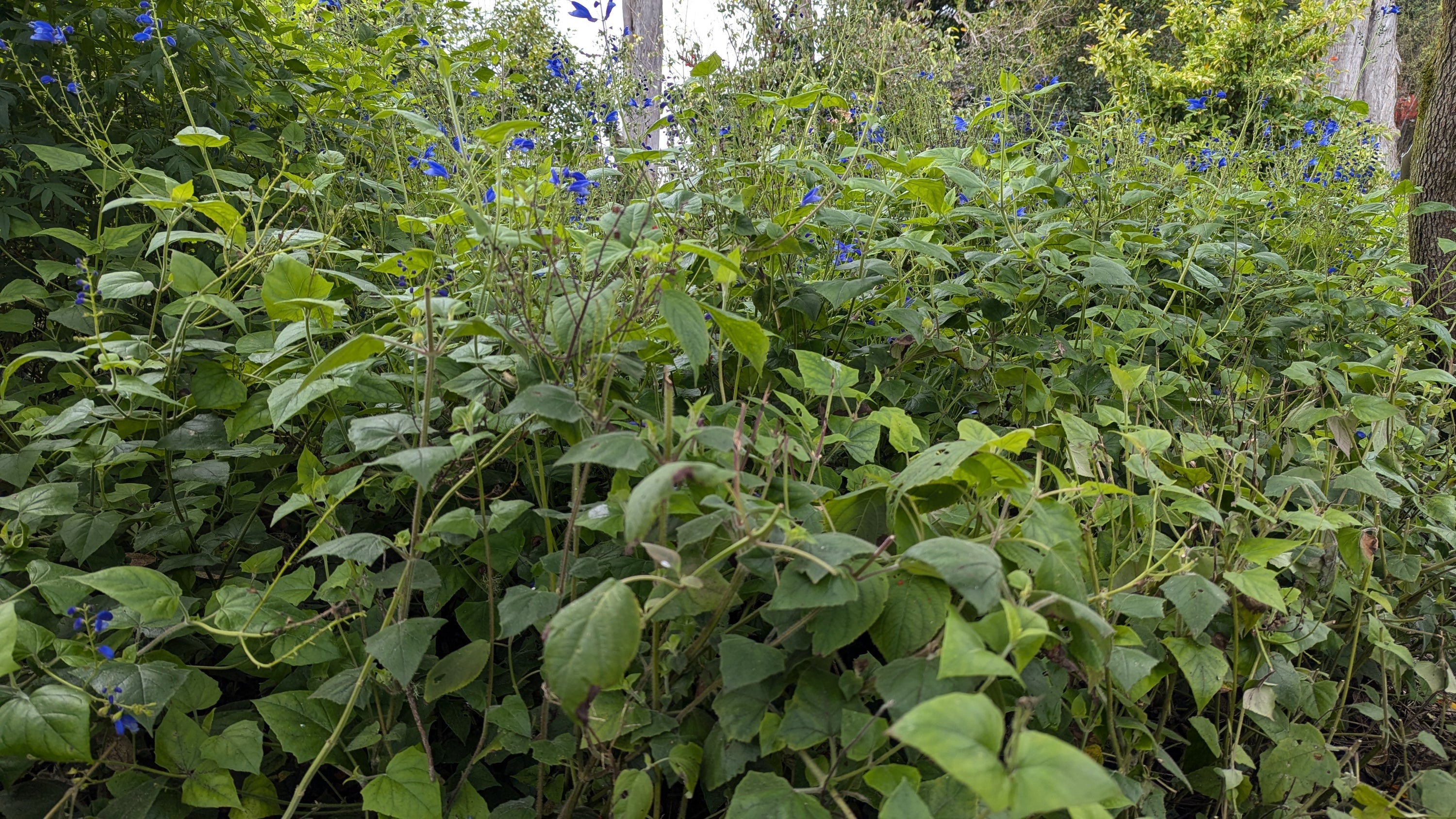 Salvia cacaliifolia