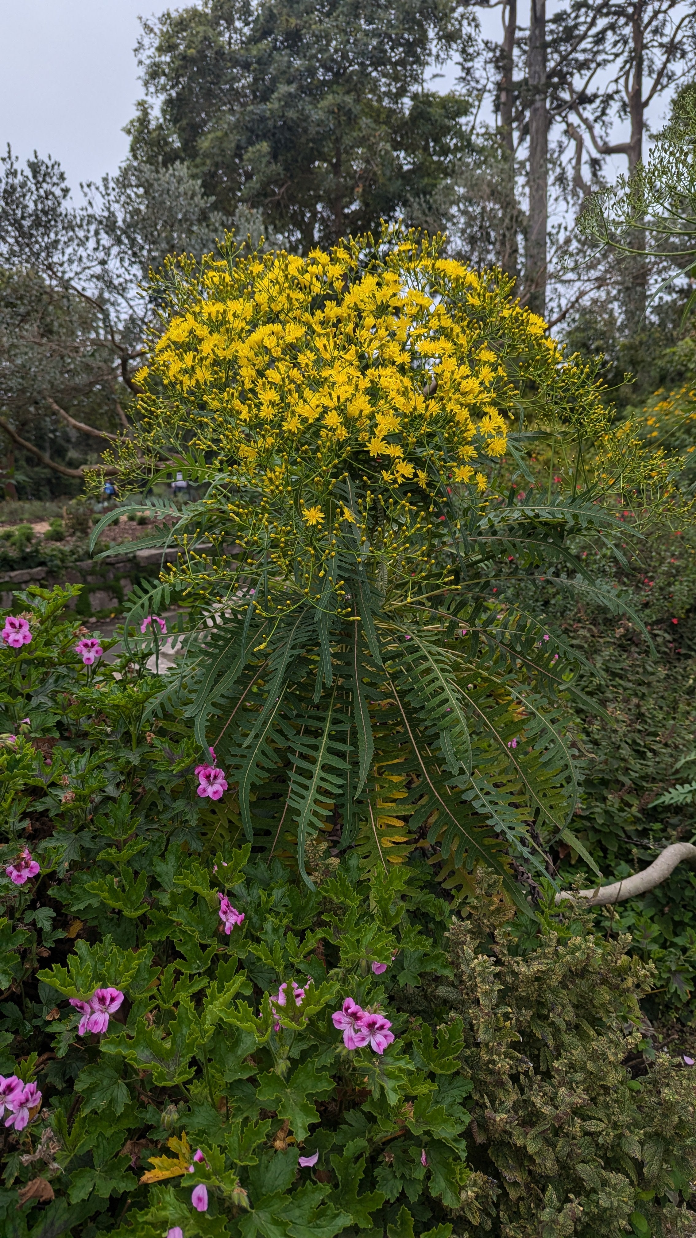 Sonchus canariensis