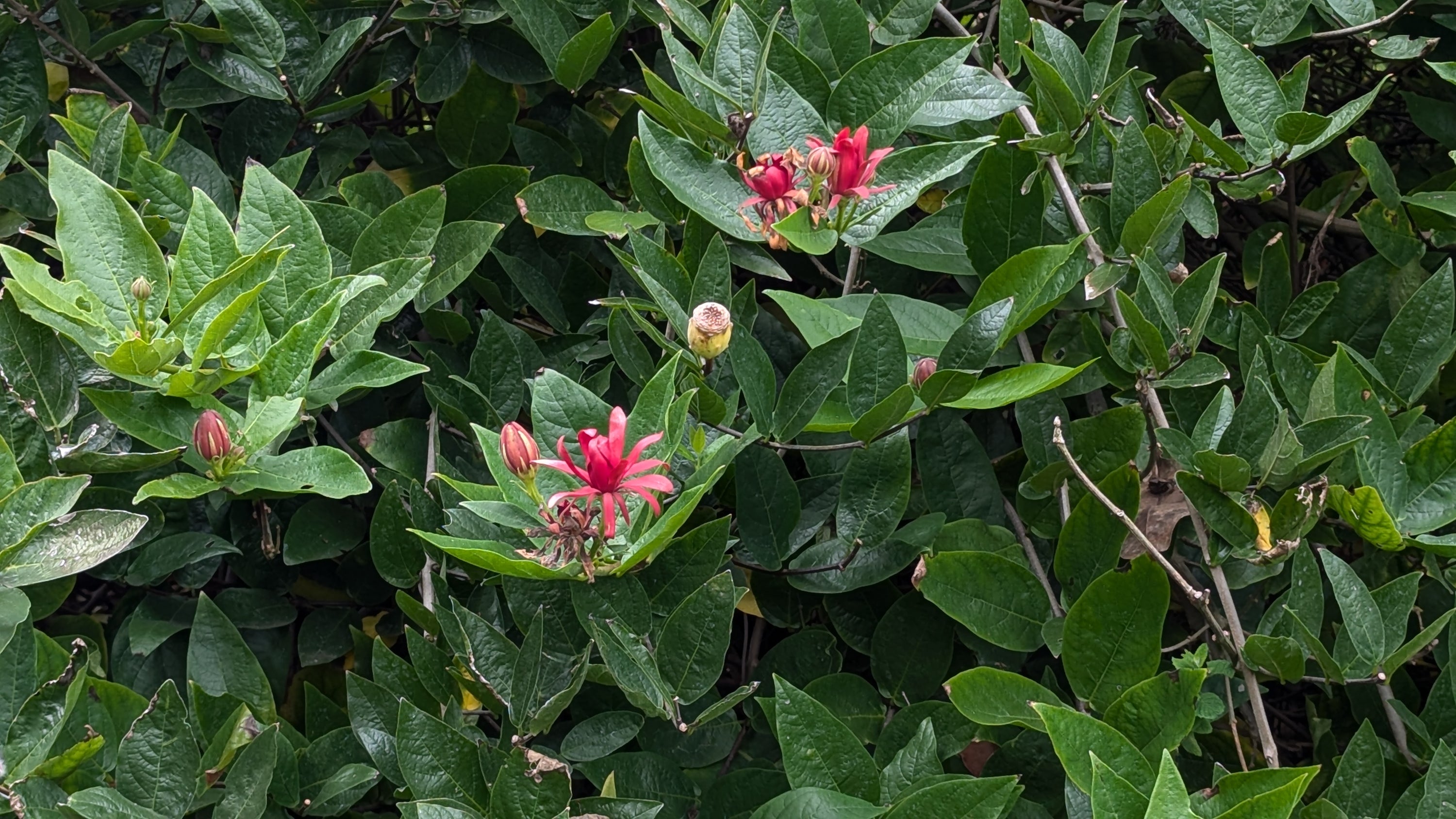 Calycanthus occidentalis